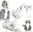 Pet Collage