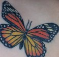 butterfly